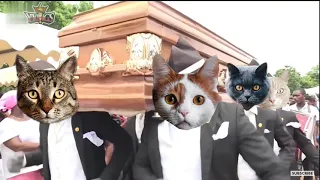 Funny Cat and Dog with Dancing Funeral Coffin Meme - 🐶 Dogs and 😻 Cats Version #19