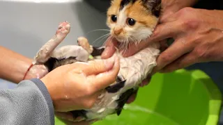 Abandoned Kitten Is Helping Her Blind Brother To Survive On The Streets | Bath Time