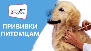 Профилактические прививки. Рекомендации ветеринарного врача PETDOCTOR