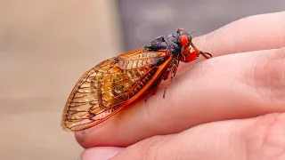 Cicada Co-Emergence 2024!