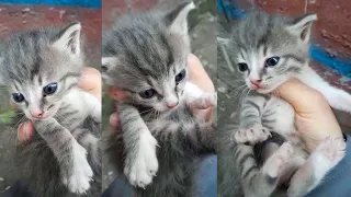 Tiny kitten went to the vet to be spayed - ( Cat Spayed Aftercare ) Cat Spay Recovery