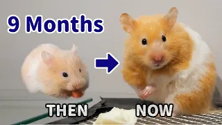 Baby Hamster Fully Grown | Before and After