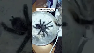 Безумно красивый паук сбросил свою шкуру