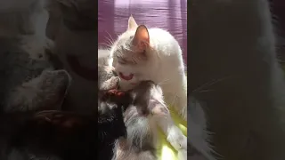 Кошка умывает котят