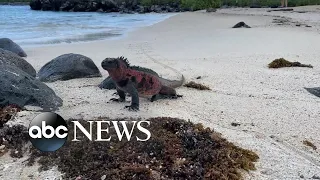 Galapagos Islands, sea life affected by climate change l WNT