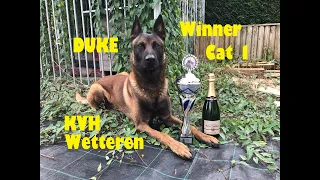 Wedstrijd Belgisch Ring Categorie 1 - Winner Duke The Black Shadow - KVH Wetteren - KVH #13