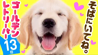 13th Golden Retriever ｜ TOP100 Cute dog breed video