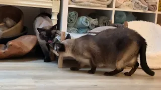 Siamese cat Armas meets his mom Kira after 2 years. Thrilling part II