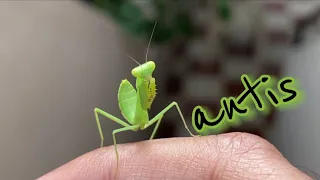 Las Mantis #insectos #naturaleza #bichos #mantis