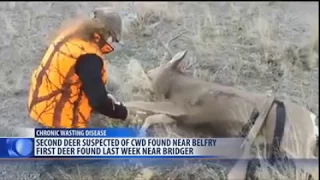 Chronic wasting disease suspected in mule deer in Montana