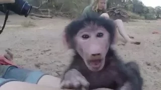 C A R E  Baby baboons