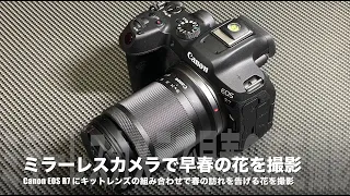 No.63：Canon EOS R7 のキットレンズで仙台で見ることができる早春の花を撮影