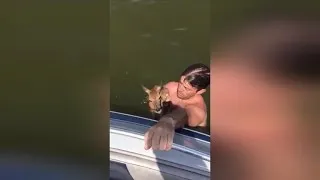 Watch Man Jump  Into Lake To Rescue Drowning Baby Deer