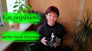 Как сохранить цветы после покупки