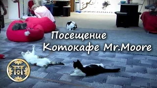 Воронежское котокафе "Мистер Мур"