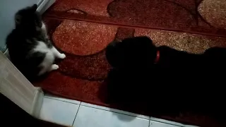Щенок Шарпея лает на кота хочет играться