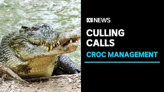 Crocodile culling to be considered following attack in the Northern Territory | ABC News