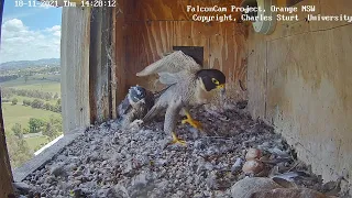 FalconCam CSU Orange Yurruga terrorizes her mom 😂😱 ~ 14:26 PM 18.11.2021