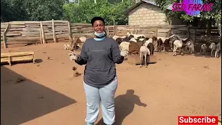 Always Spray your animals regularly  Sheep Farming In Ghana.