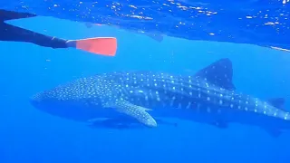 Rare Whale Shark sighting on Great Barrier Reef: Footage by Silversonic