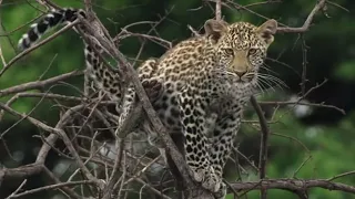 Heart Stopping Big Cat Moments | Top 5 | BBC Earth