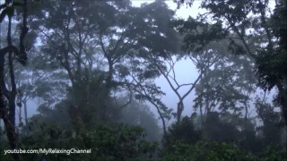 Forest Hill Bird Sounds from India on a misty Morning Relaxing Nature Video