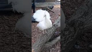 #shorts Белый павлин.Красава!!!!!!👍#peacock #whitepeacock #павлин #белый