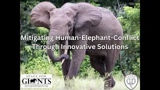 Elephant Cooperation and Space For Giants Team Up in Gabon