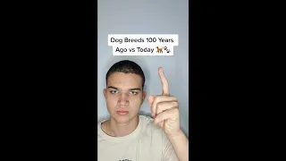 Dog Breeds 100 Years Ago VS Today! #Shorts