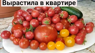 Обзор Огорода на Балконе 2022, Часть1. Богатый Урожай Помидор в Городской Квартире.