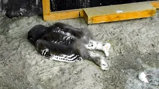 Why Do Owls Sleep Like That?