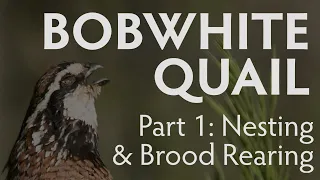 Bobwhite Quail Nesting and Brood Rearing | PART 1 | Latest, Largest Research Study