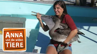Wie fischt der Pelikan? | Reportage für Kinder | Anna und die wilden Tiere