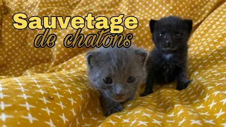 On sauve deux chatons abandonnés