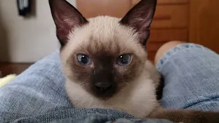 The Cutest Thing Ever? Kitten Falls Asleep on Me!