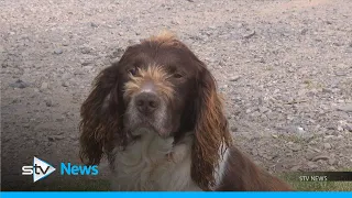 Dog owners call for tougher sentencing for pet thieves