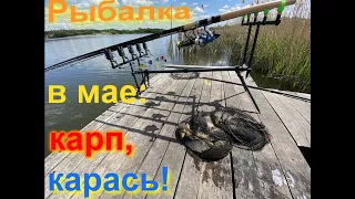 Рыбалка в мае - Красный Кут! Carp fishing! Crucian carp!🎣🎣