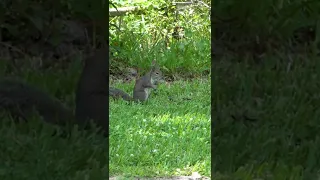 Blowgun Squirrel Hunting #shorts