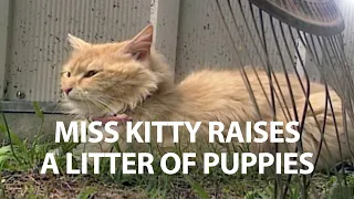 Miss Kitty Raises a Litter of Puppies - It's a Miracle