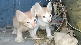 Starving kittens BROKE my Heart.....  meow cat rescue cats purr cat videos