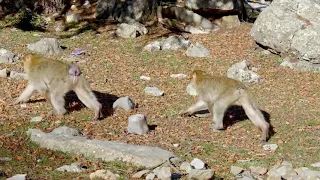 Ifrane إيفران‎   - Barbary Macaque - Middle Atlas - Morocco