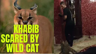 Khabib Nurmagomedov GOT QUICK JAB BY WILD CAT IN RUSSIA
