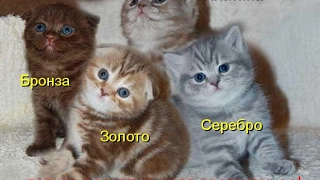 Смешные картинки про кошек и котят Выпуск №72  FUNNY CATS СМЕШНЫЕ КОШКИ