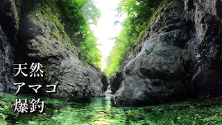 【渓流釣り】山頂に存在する隠れた山奥渓流で天然アマゴ爆釣