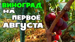 СОСТОЯНИЕ ВИНОГРАДНИКА НА 1 АВГУСТА УЛЬТРО РАННИЕ СОРТА ВИНОГРАДА