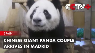 Chinese Giant Panda Couple Arrives in Madrid