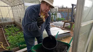 Starting our early potatoes in pots in the greenhouses