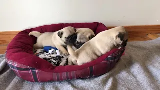 Pug pups waking up
