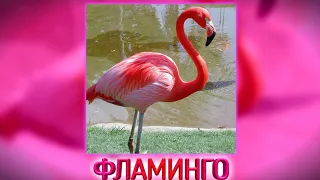 Птица Фламинго.