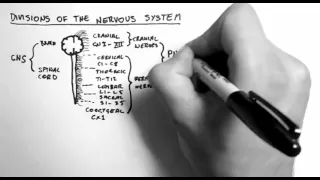 Divisions of the Nervous System